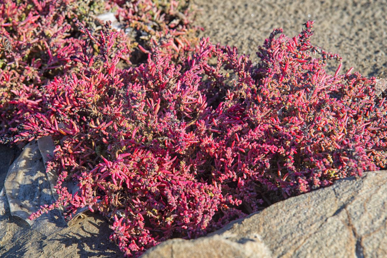 La salicornia e il salicornieto: scrigni di biodiversit allIdroscalo di Ostia